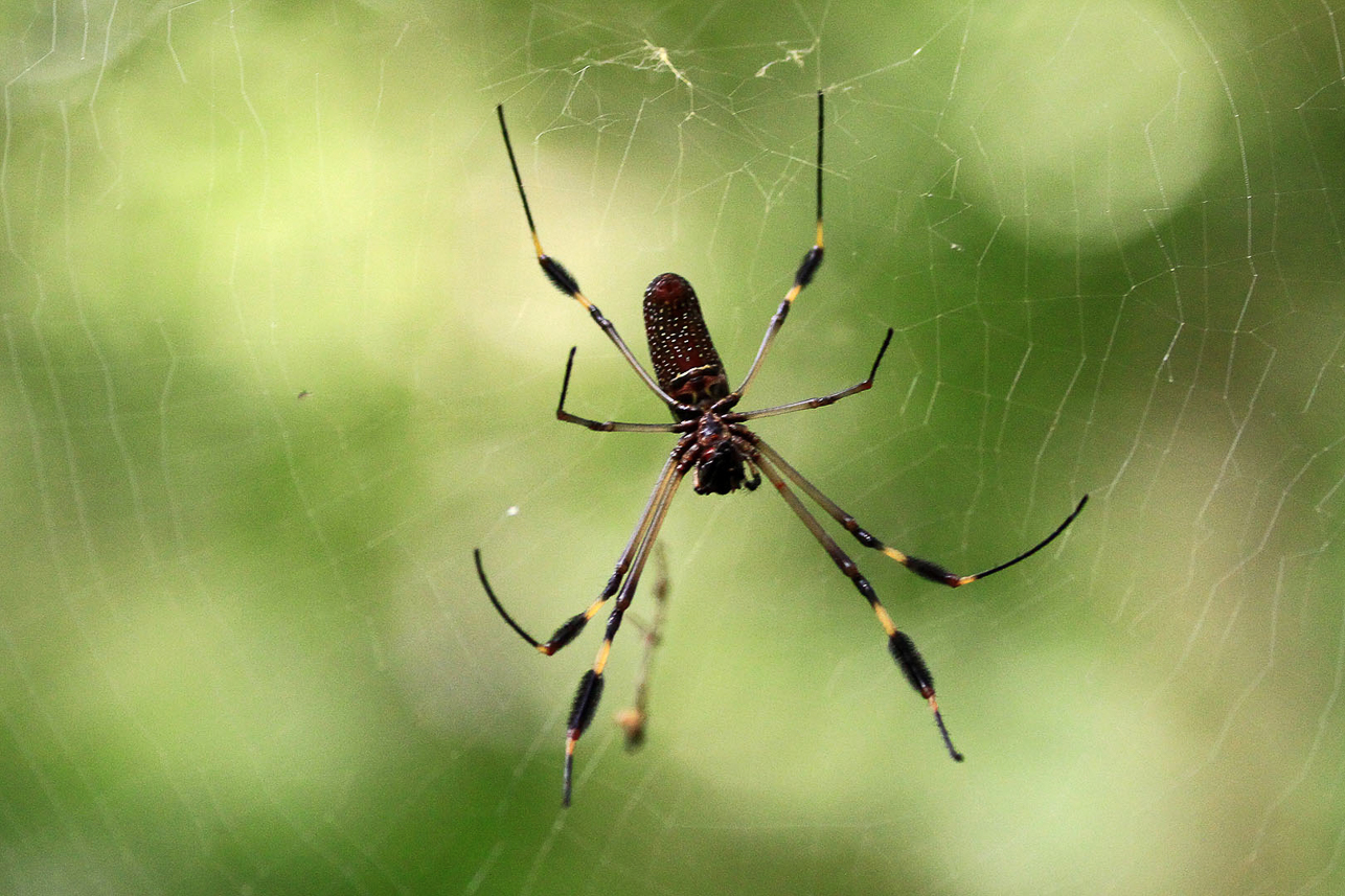 Golden Orb-weaver