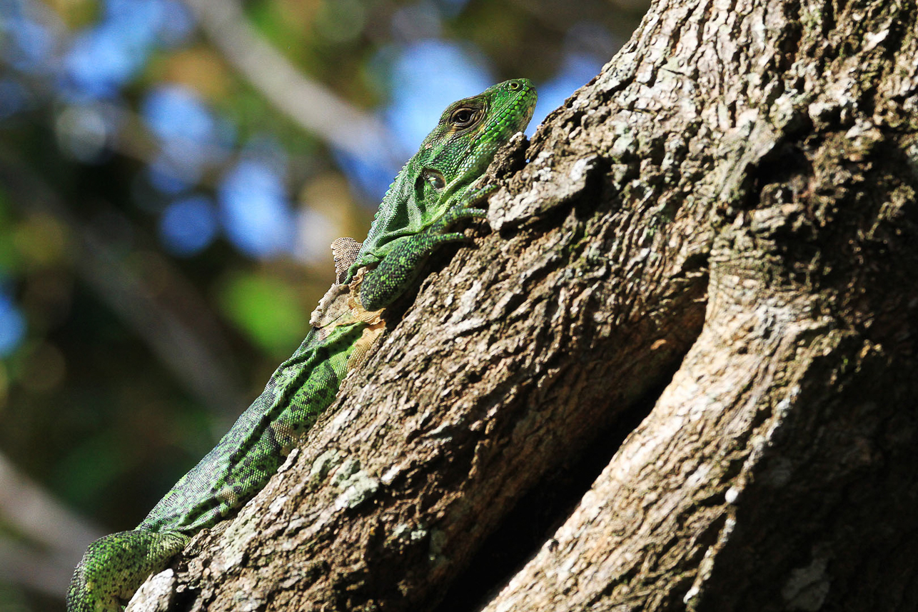 Well camouflaged lizard