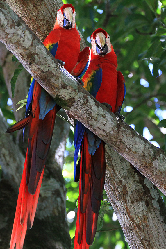 Scarlet Macaws