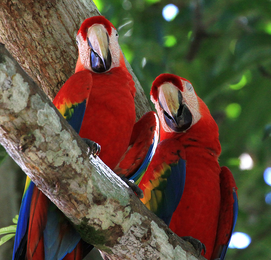 Synchronized Scarlet Macaws