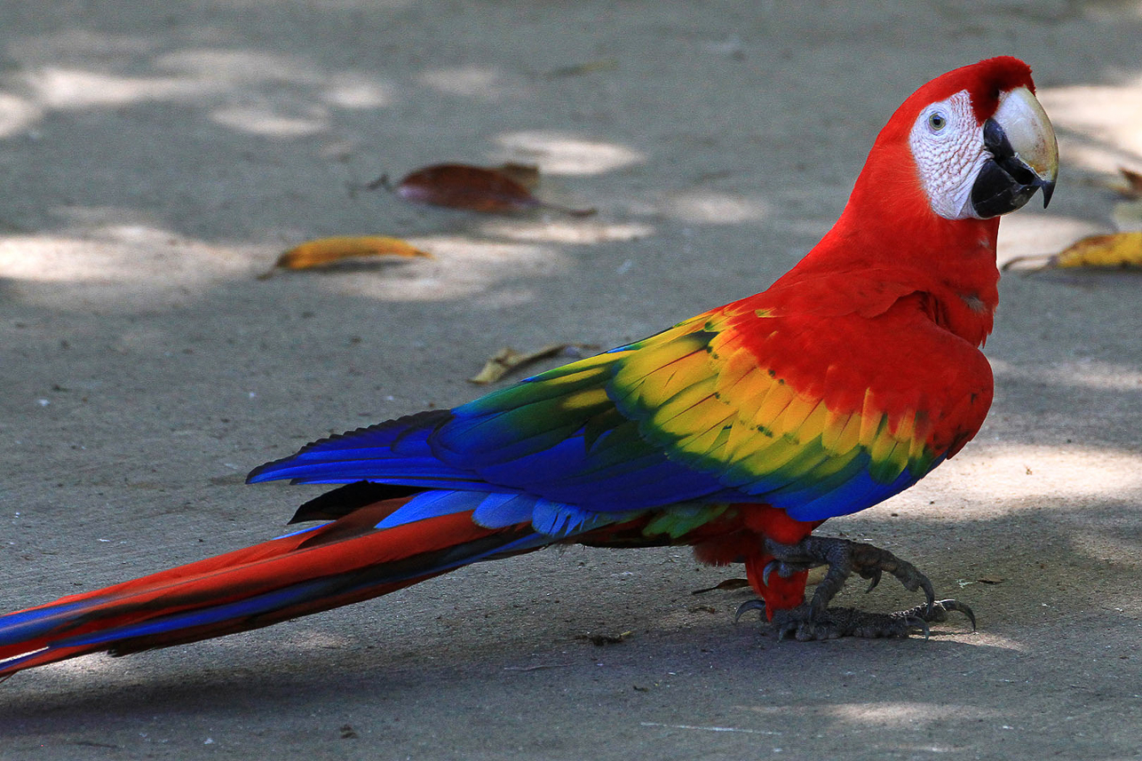 Scarlet Macaw