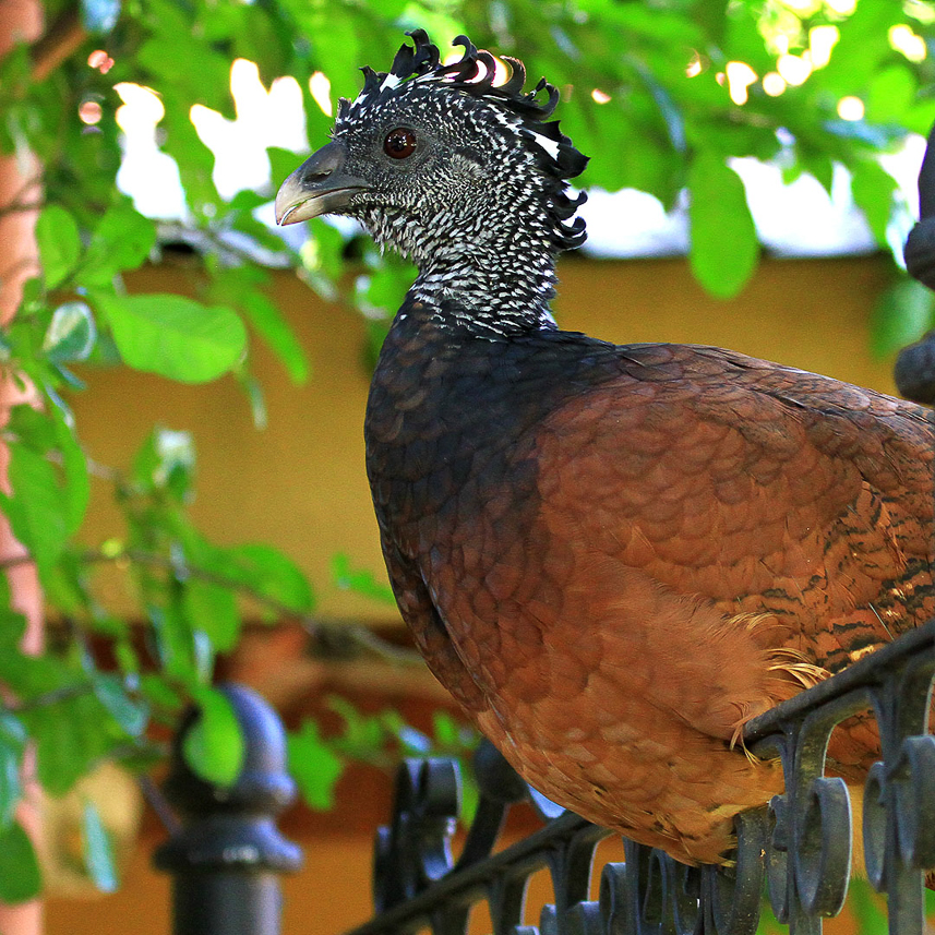 Great Curassow