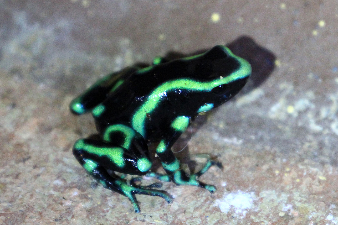 Green-and-Black Poison Dart Frog