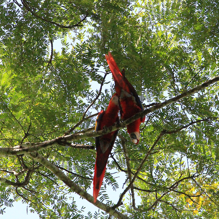 Scarlet Macaws