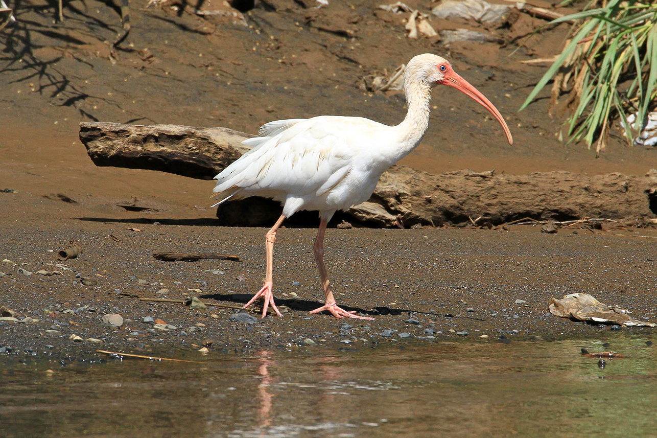 White Ibis