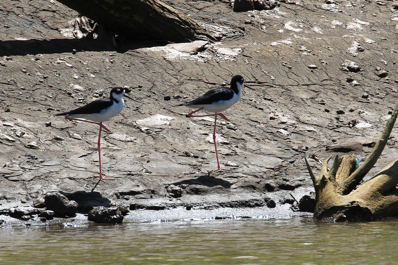 Black-necked Stilt