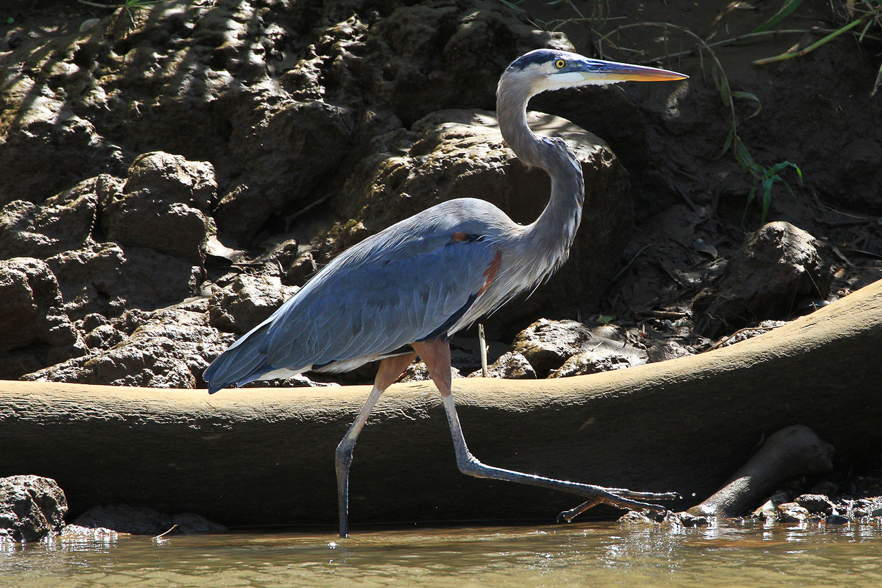 Blue Heron