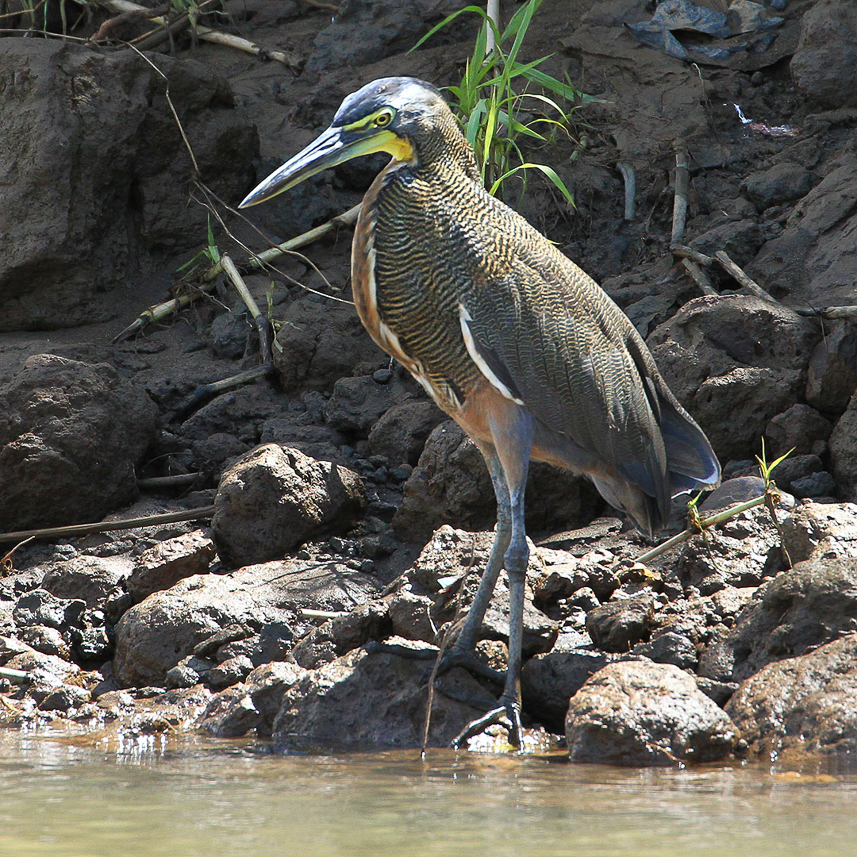 Green Heron?