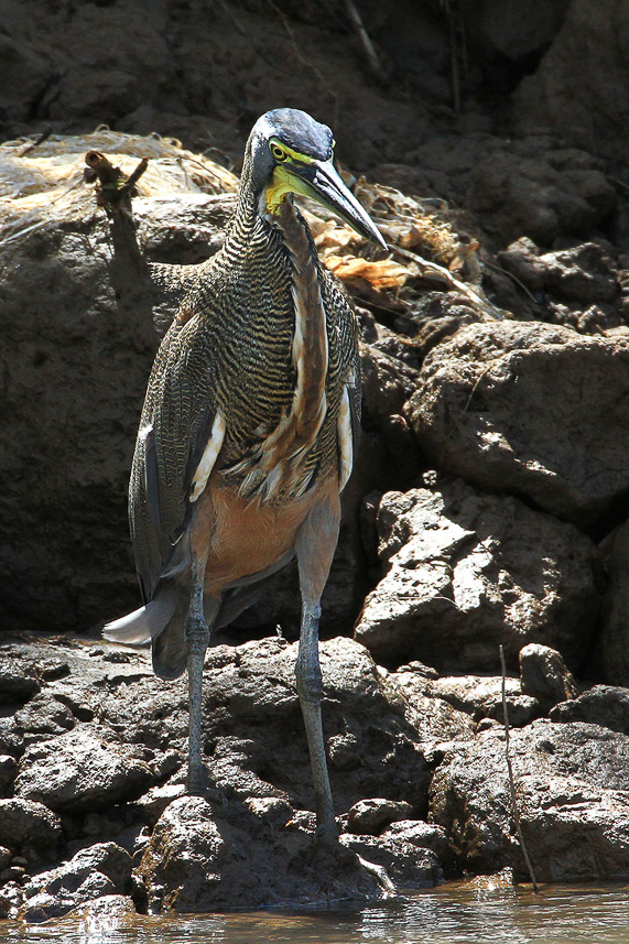 Green Heron?