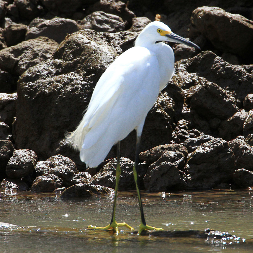 Egret