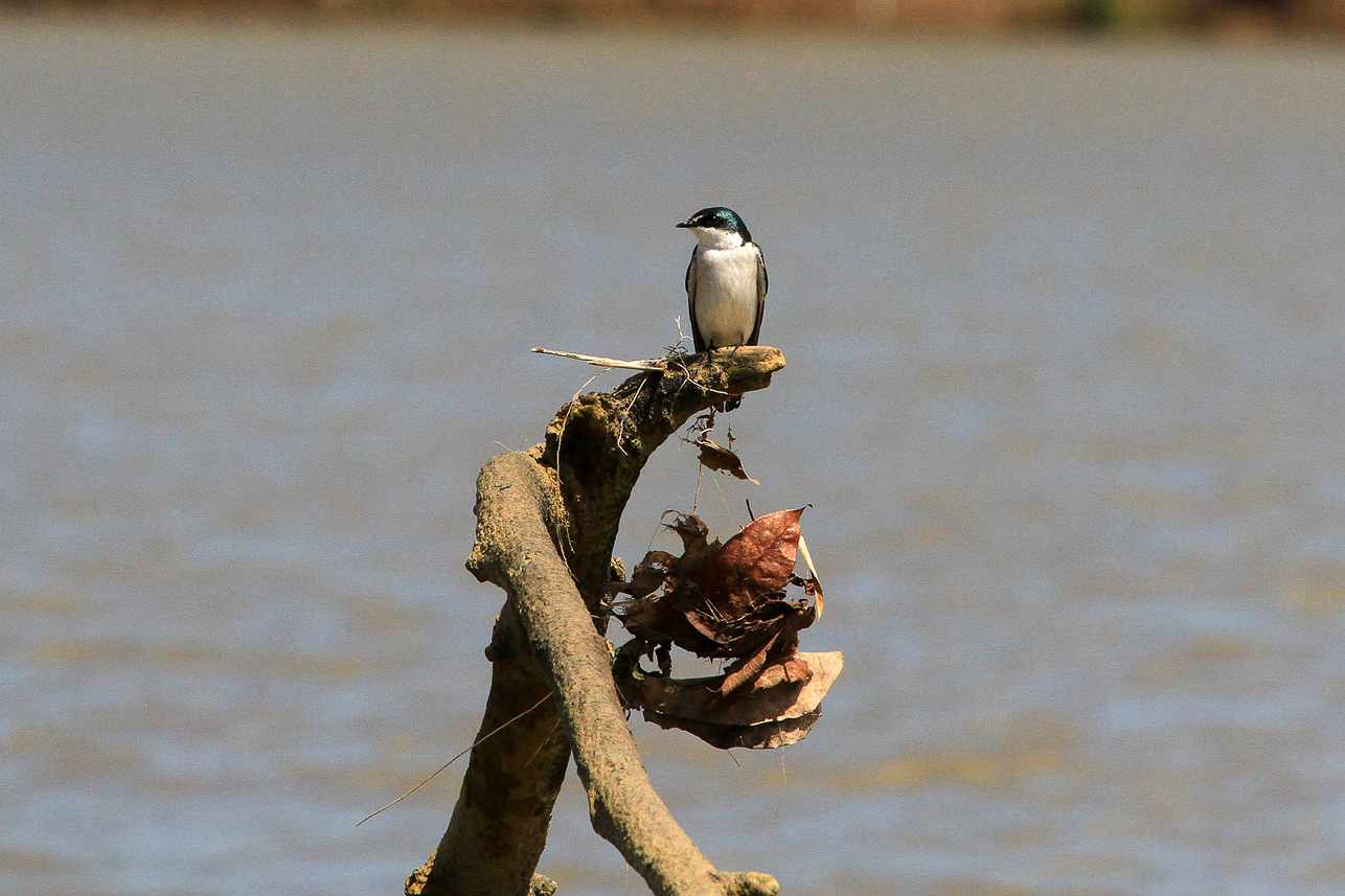 Mangrove swallow