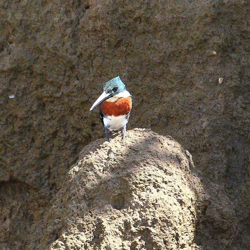 Green Kingfisher