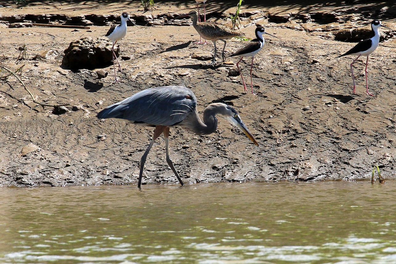 Blue Heron and Black necked Stilts