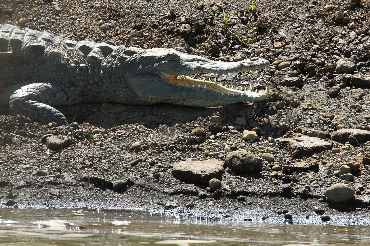 Crocodile teeth