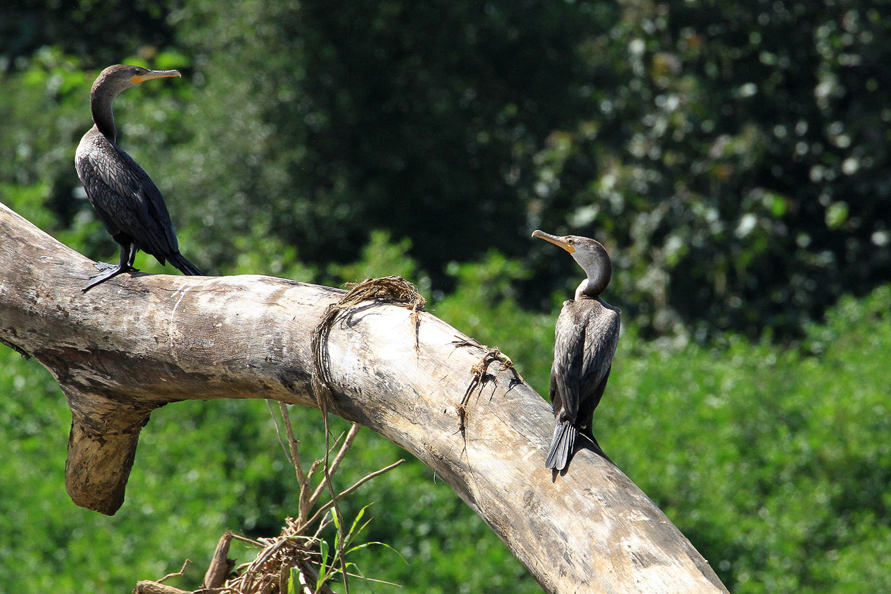 Cormorant