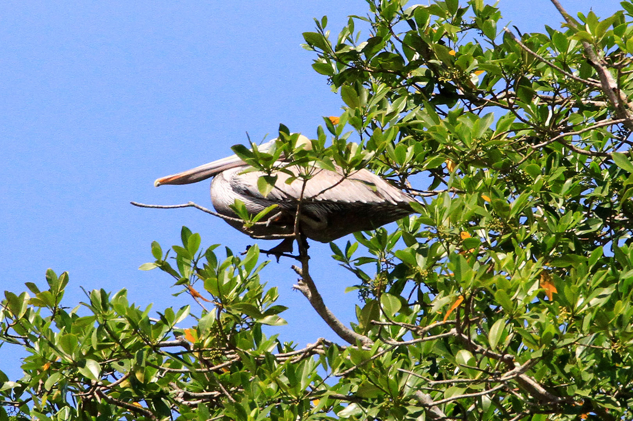 Brown Pelican