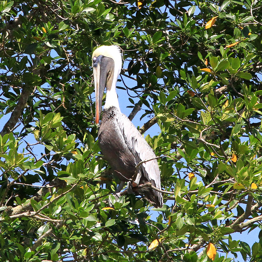 Brown Pelican