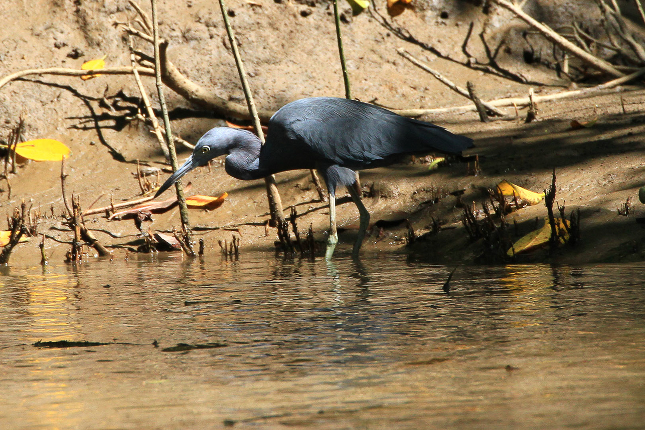 Blue Heron