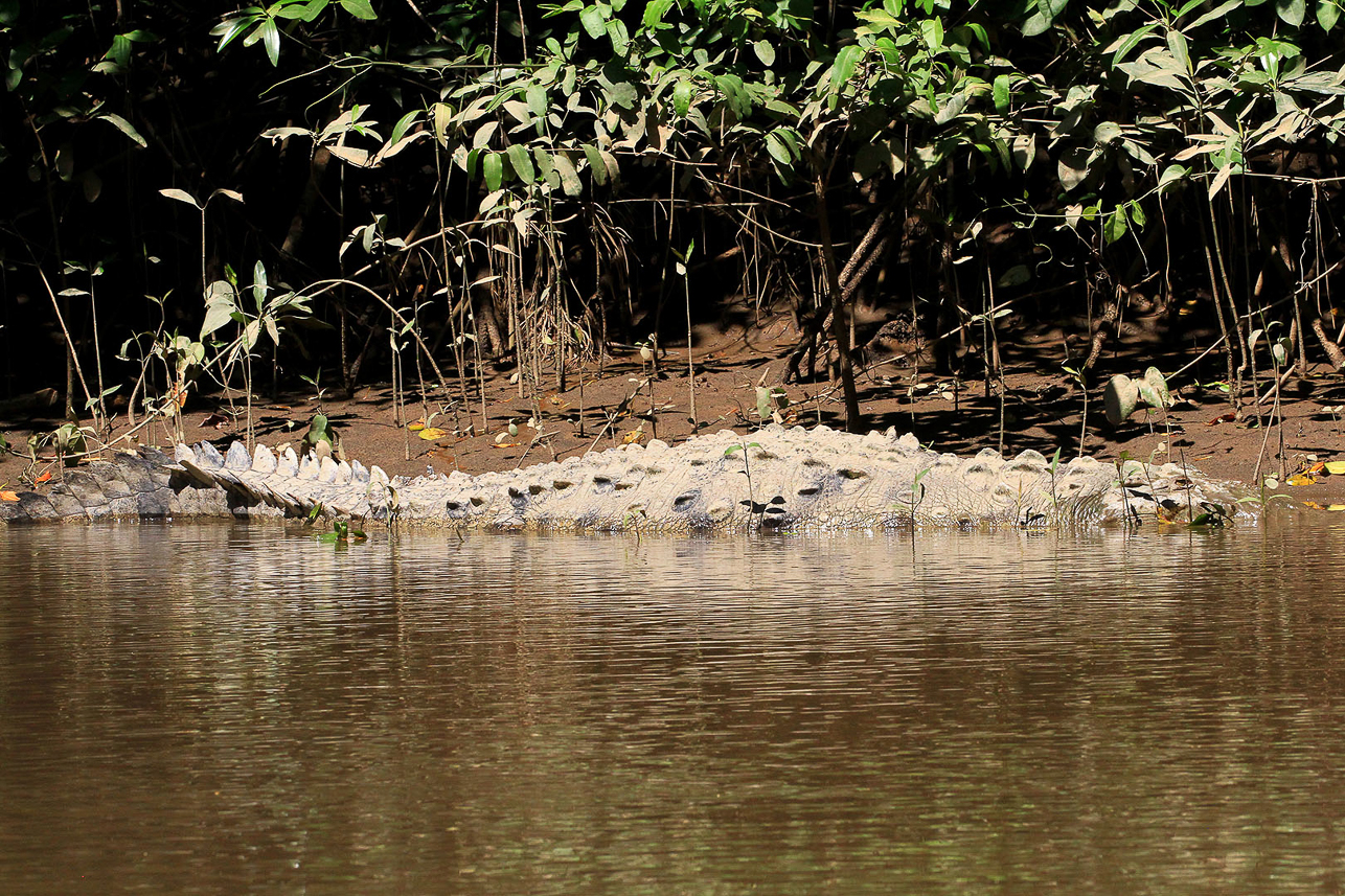 Crocodile in the mangrove