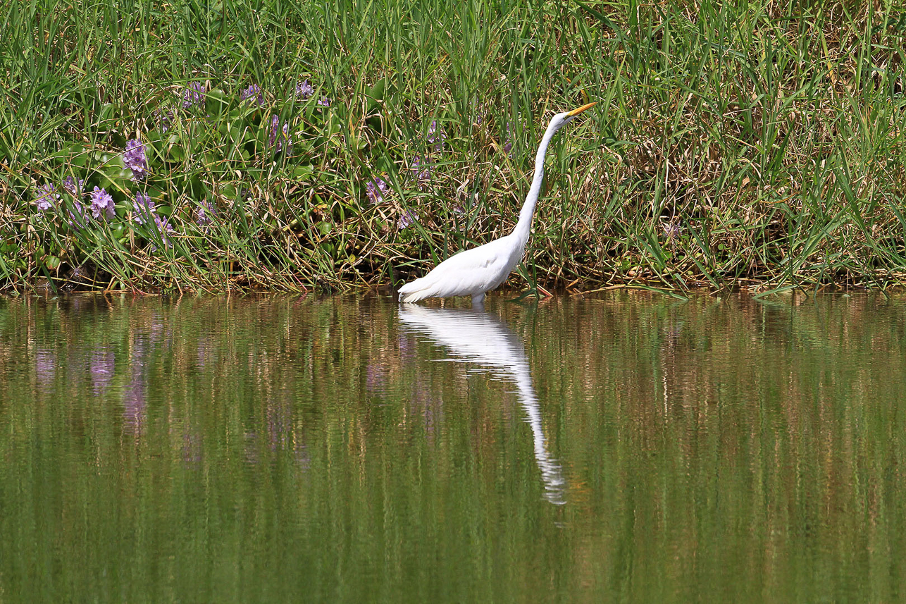 Egret