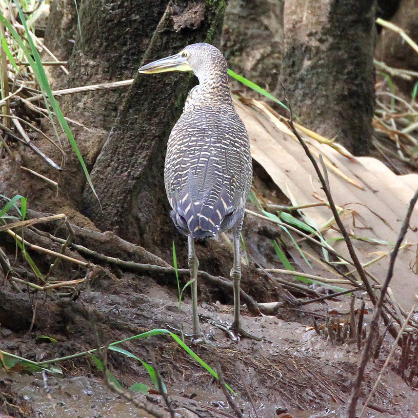 Heron