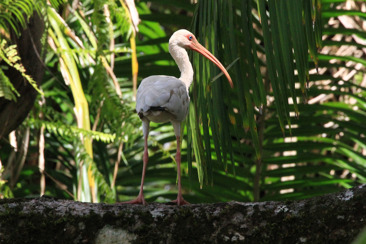 Ibis