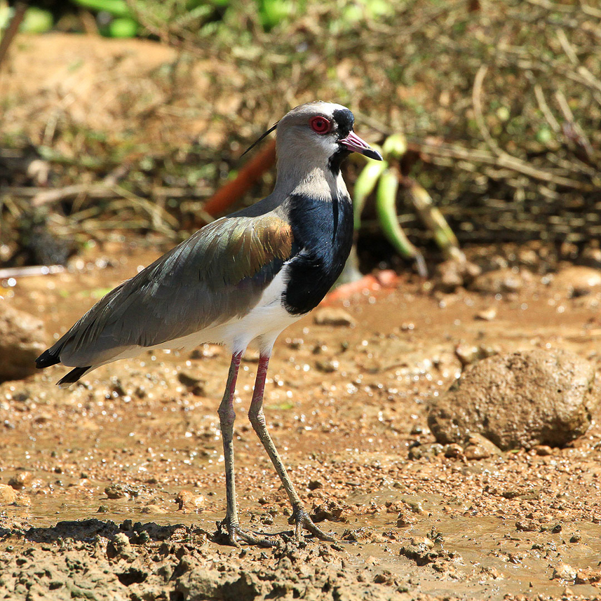 Southern Lapwing