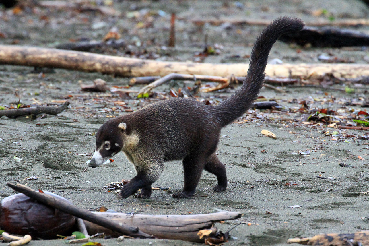 White-nosed Coati