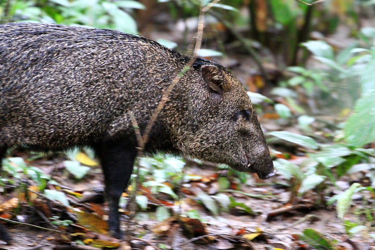 Peccary