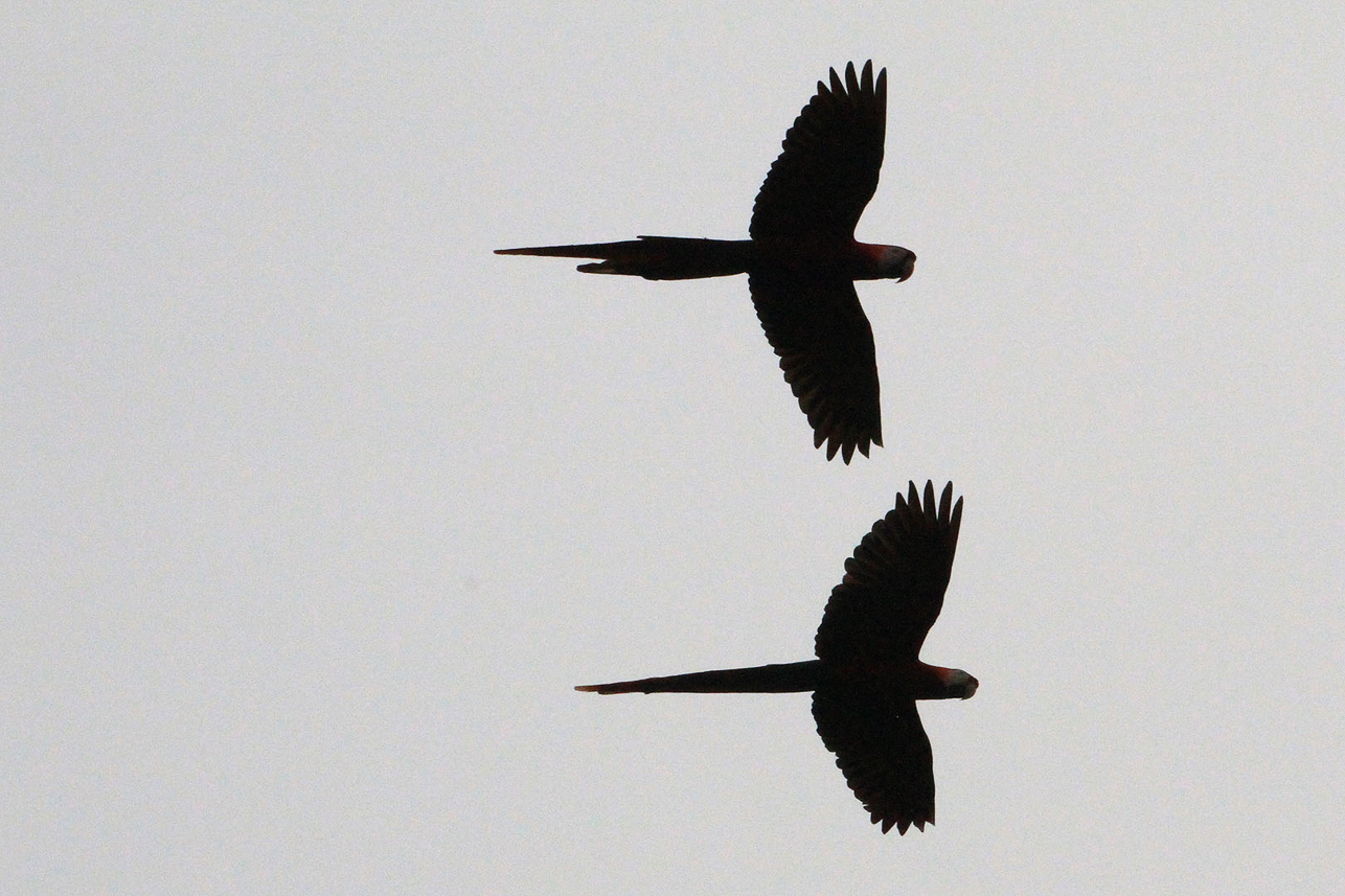 Scarlet Macaws silhouette