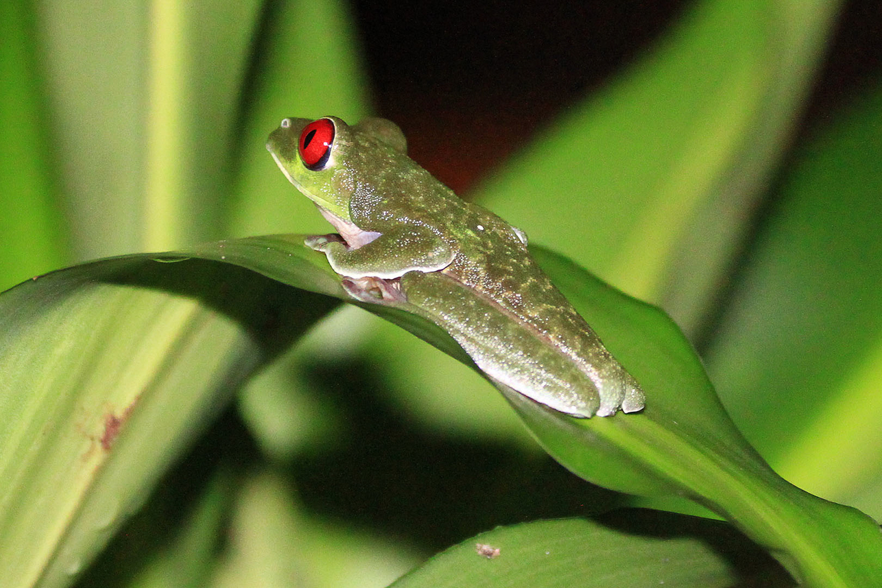 Frog outside our resort