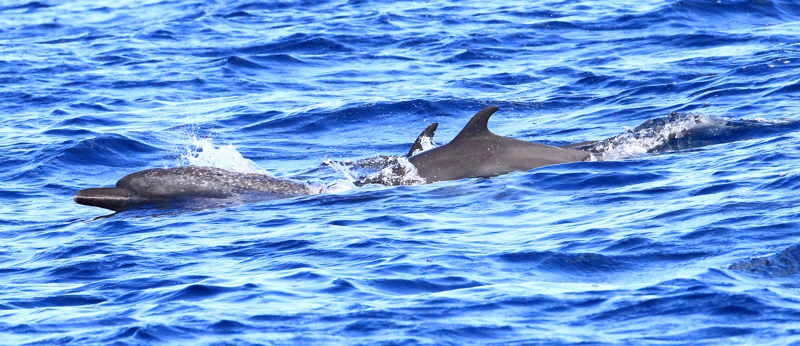 Dolphins on our way to Isla de Caño