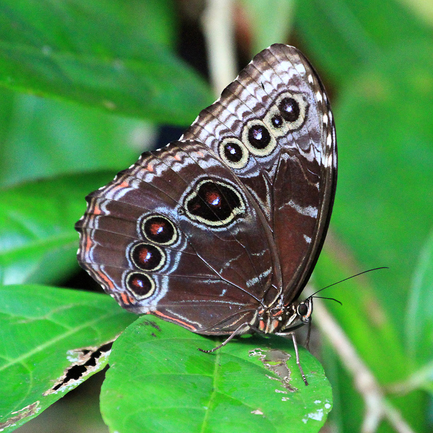 Owl butterfly