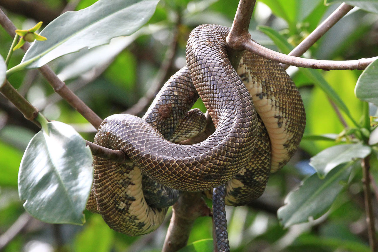 Snake along the river