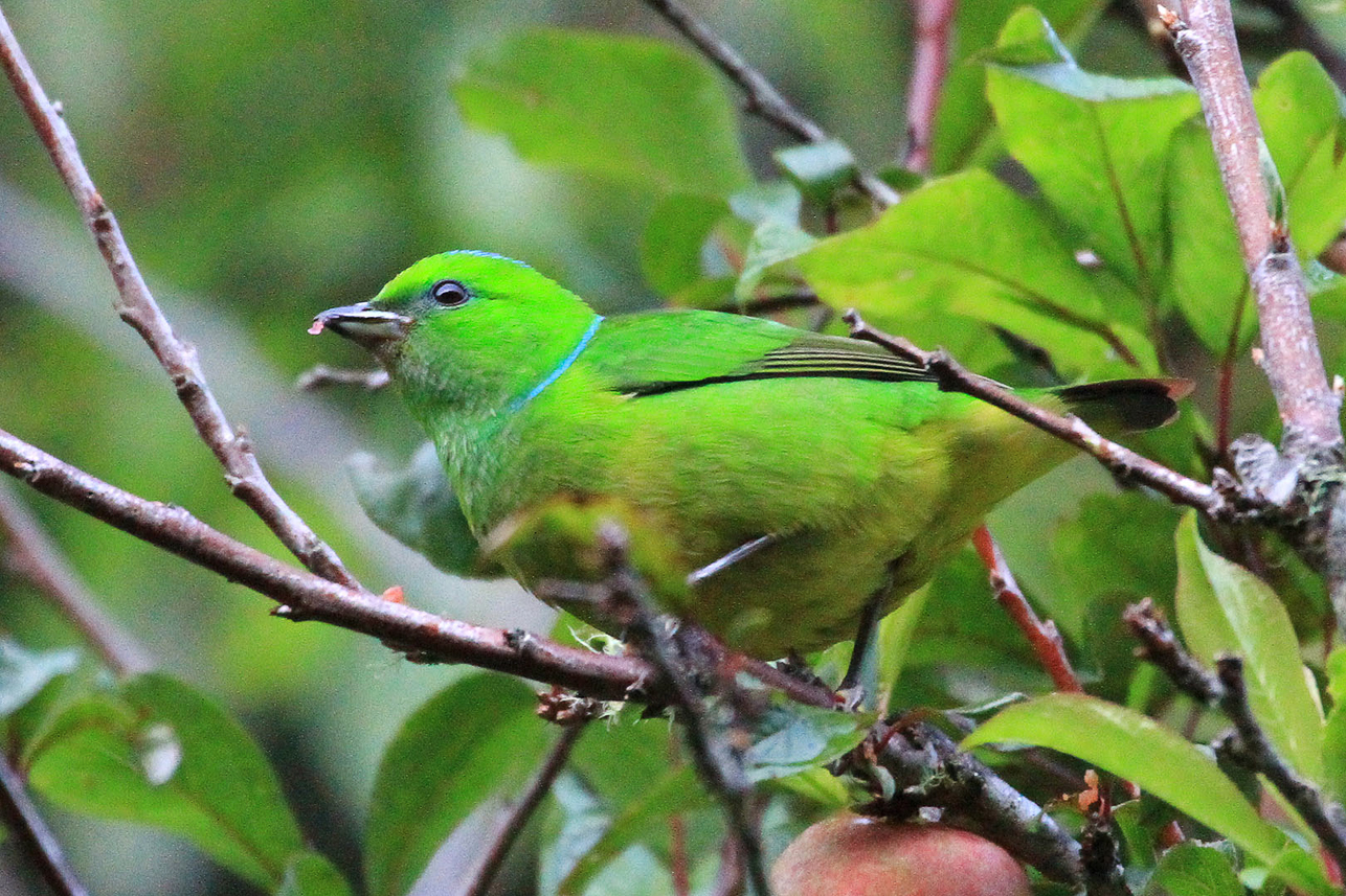 Golden-browed Chlorophonia