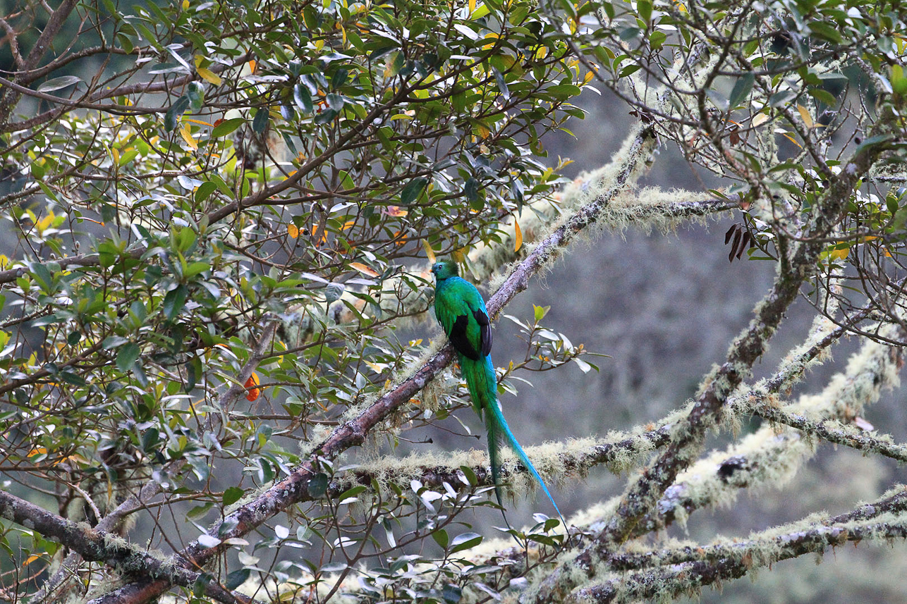 Quetzal