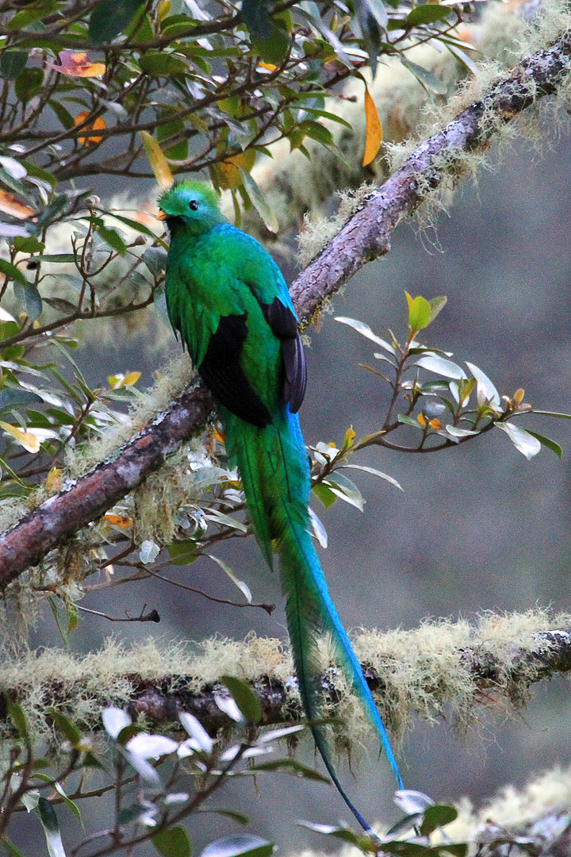 Quetzal