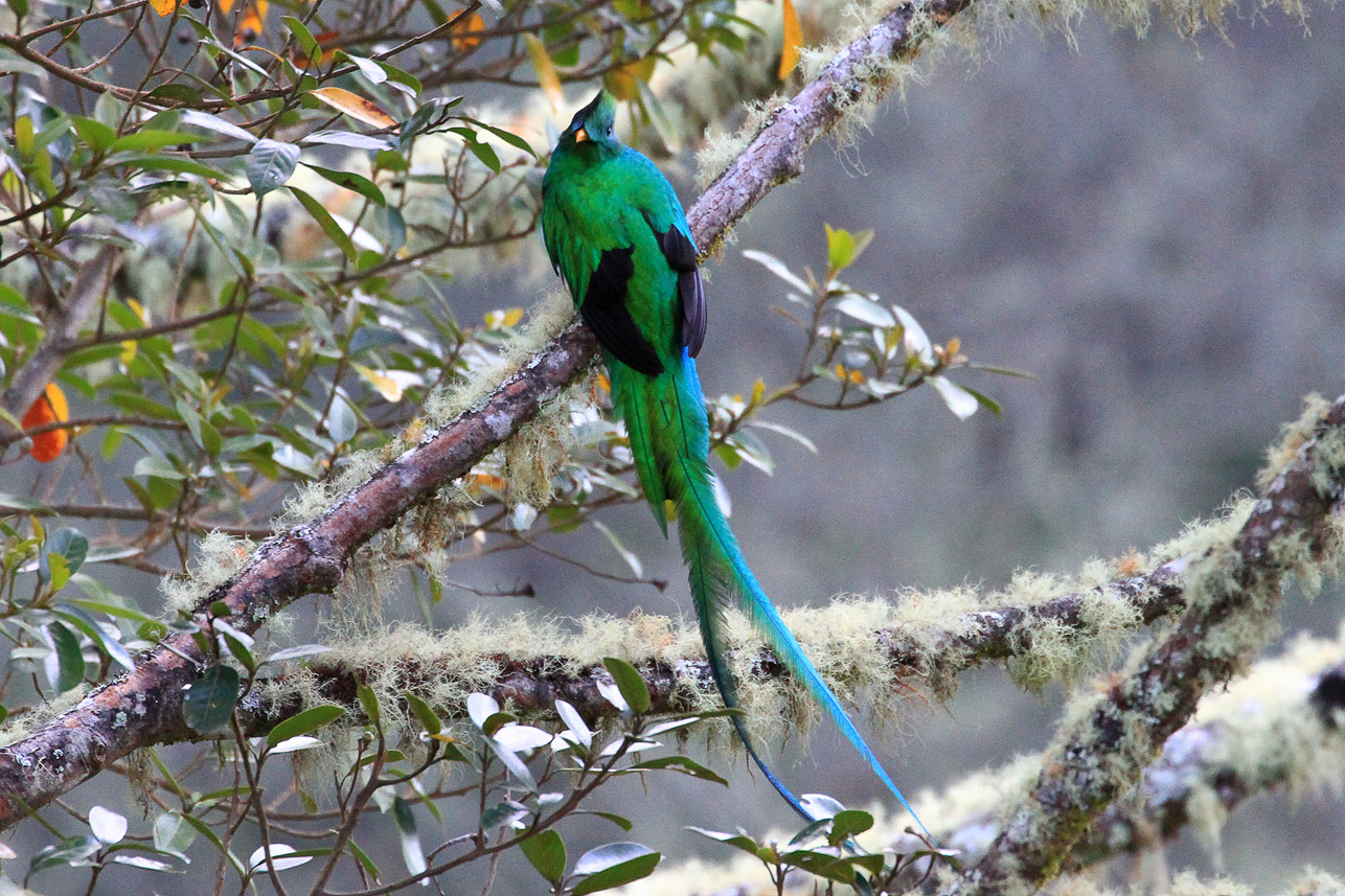 Quetzal