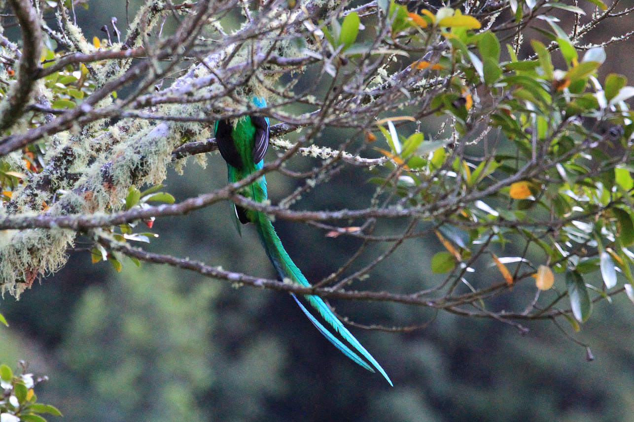 Quetzal tail feathers