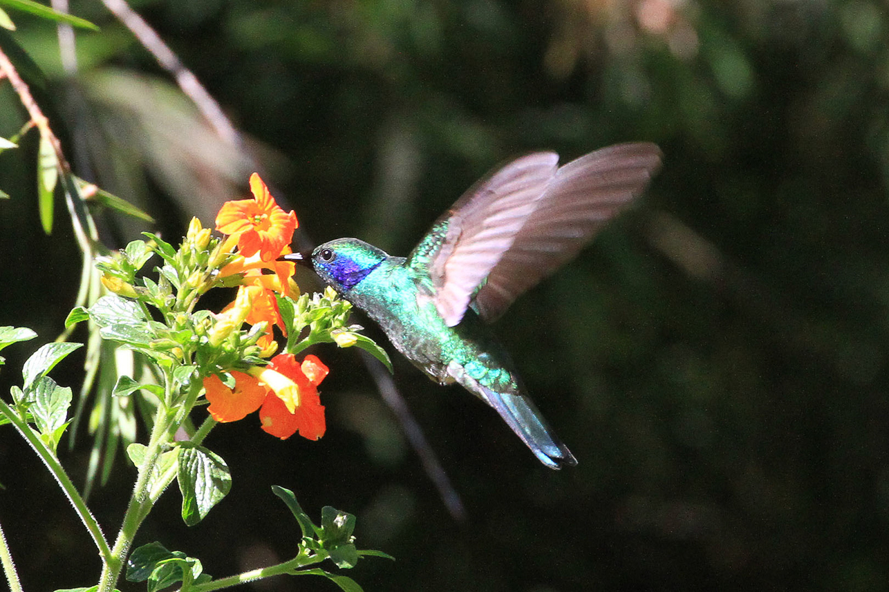 (Purple throated) Hummingbird