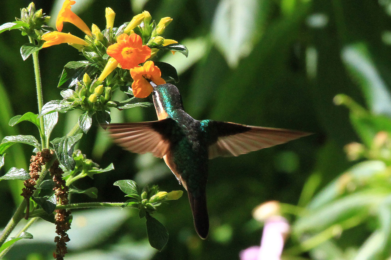 Hummingbird