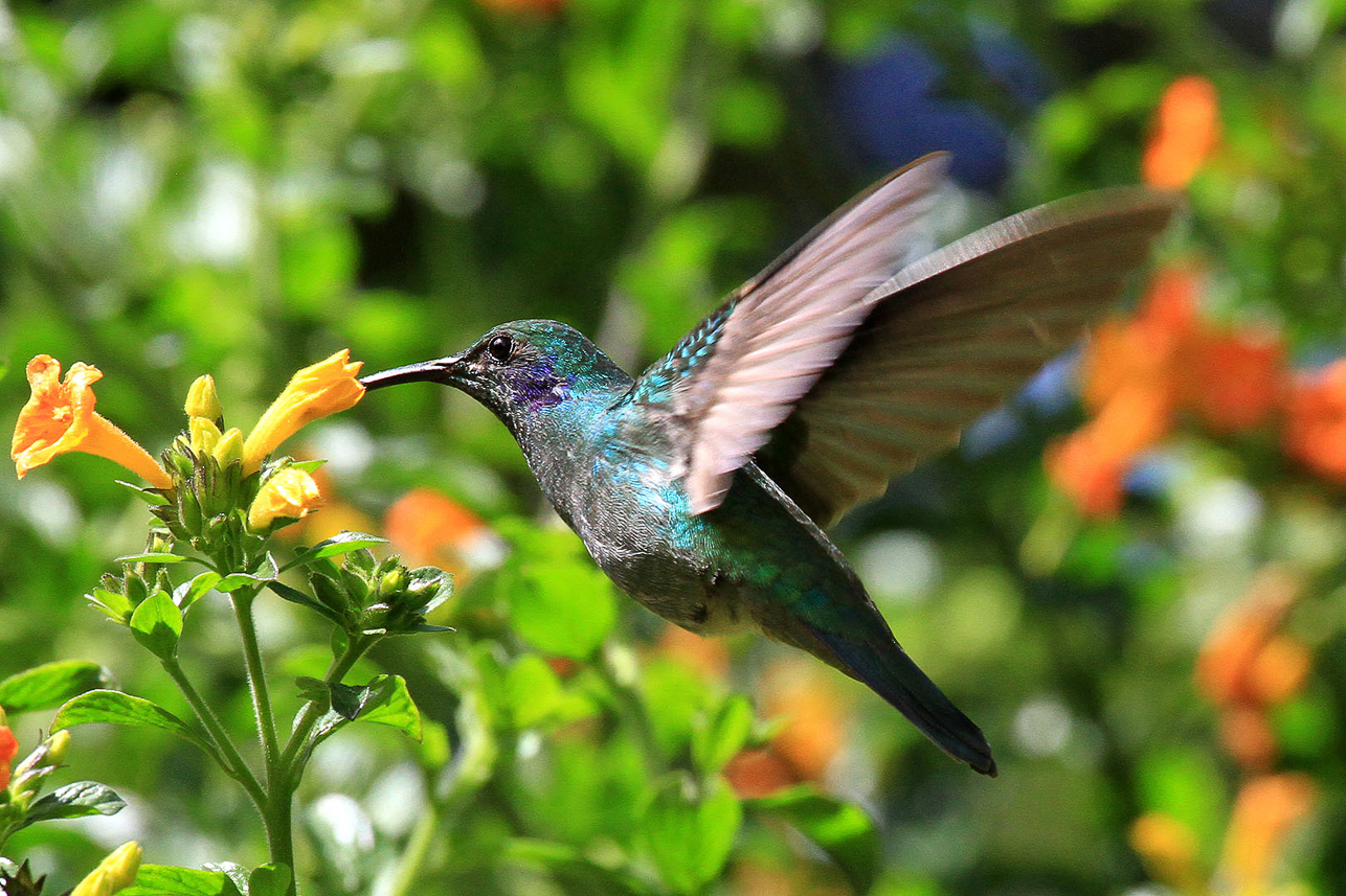 (Lesser violetear) hummingbird