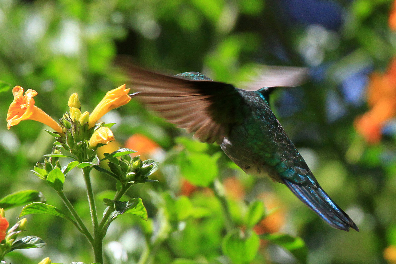 (Lesser violetear) hummingbird