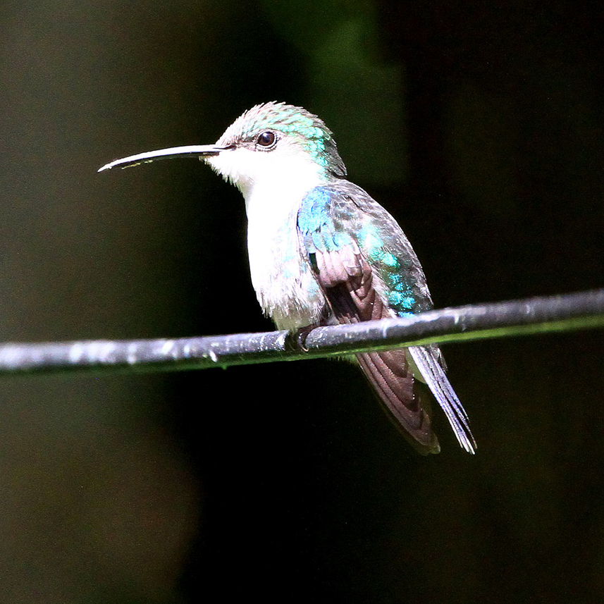 Hummingbird