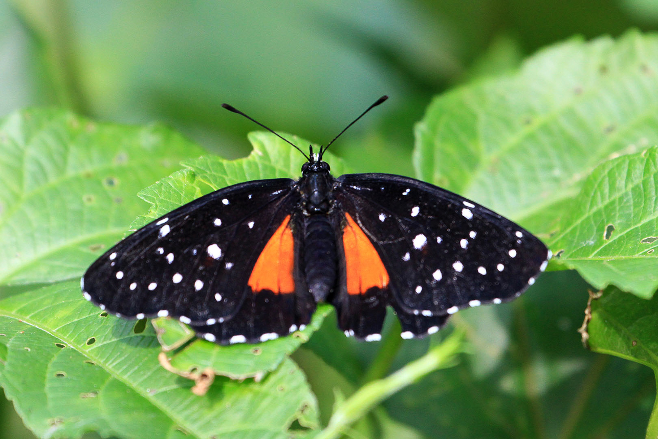 Hecale longwing butterfly