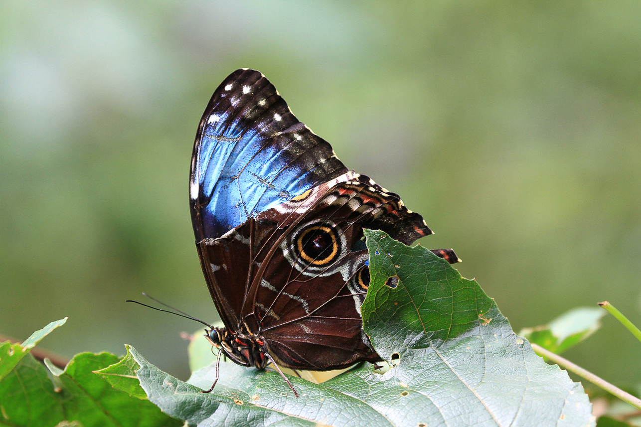 Owl butterfly