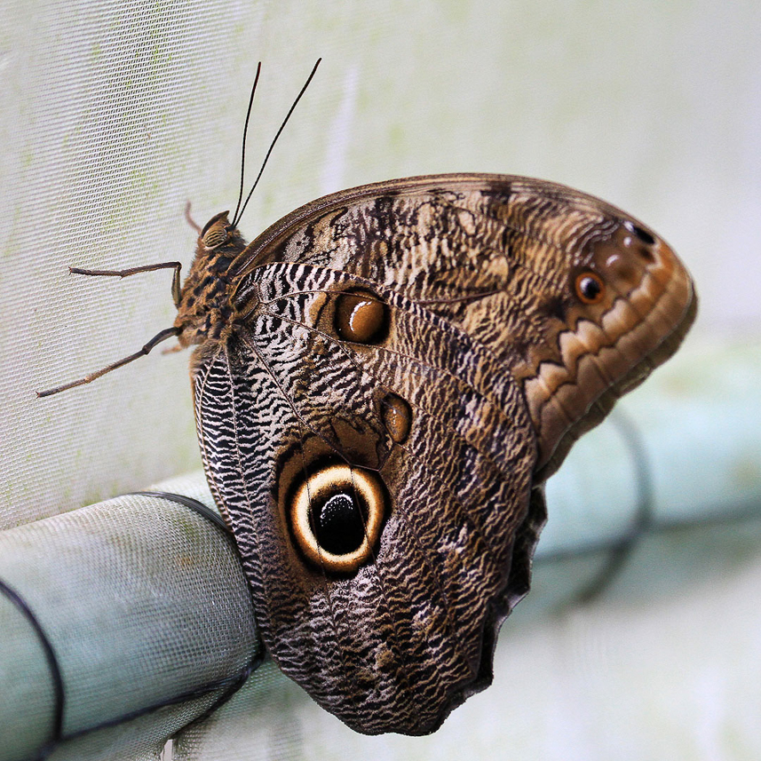 Owl butterfly