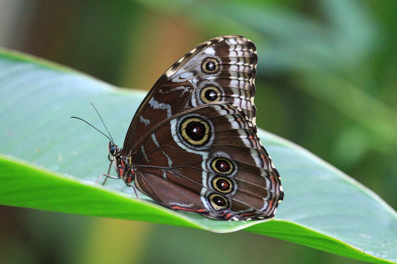 Owl butterfly