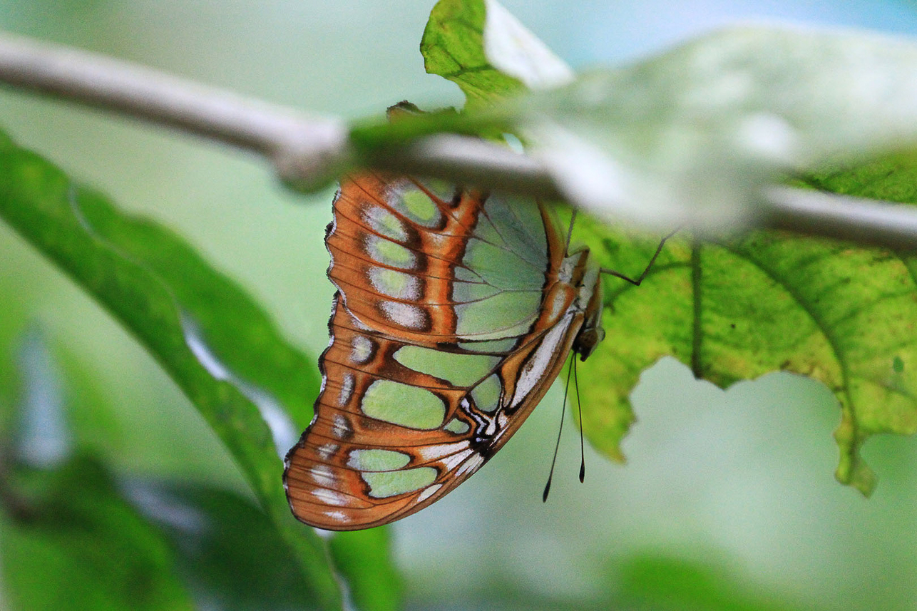 Malachite butterfly