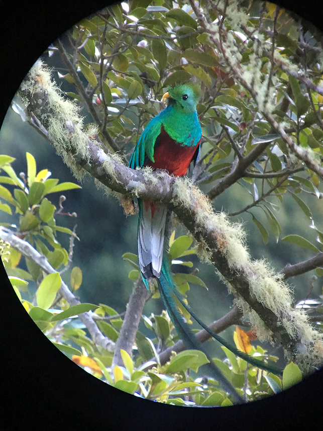 Quetzal (through the tripode and iPhone)